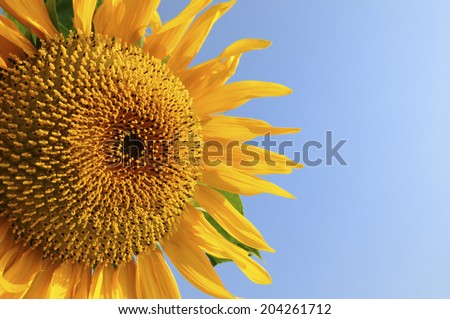 An Image of Flower Of Sunflower
