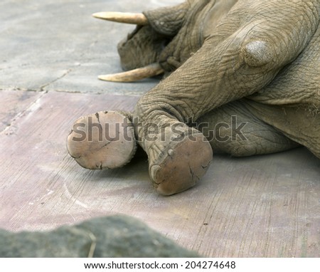 The Foot Of The African Elephant