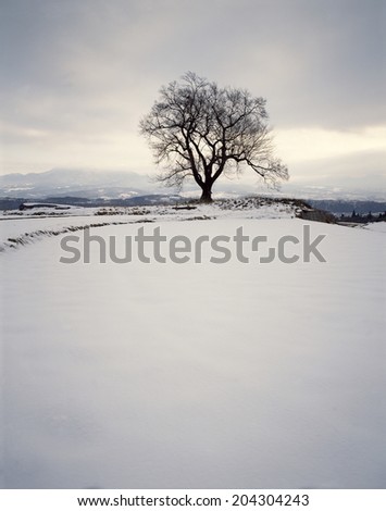 One Tree ( Cherry Tree ) With Snowy Field