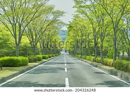 An Image of Zelkova Street Trees