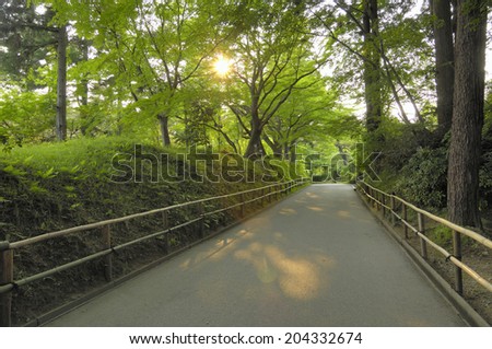 The Image Of The Road In Forest