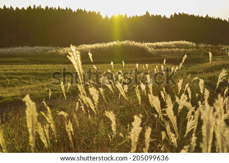 An Image of Silver Grass