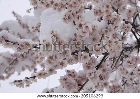 Snow And The Apricot Flower