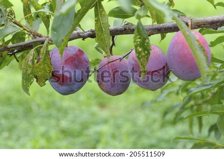 An Image of Prune