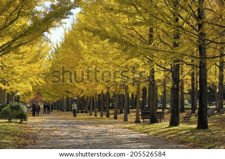 An Image of Maidenhair Tree