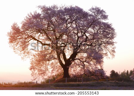 An Image of Cherry Tree