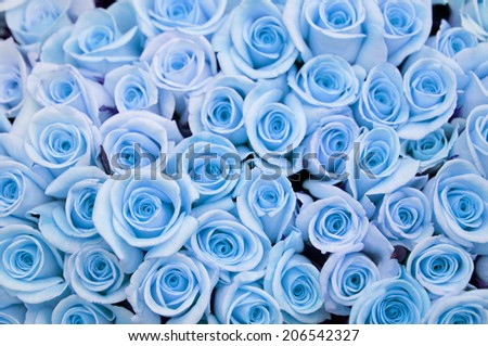 An Image of Blue Rose