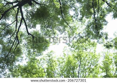 An Image of Zelkova Tree-Lined