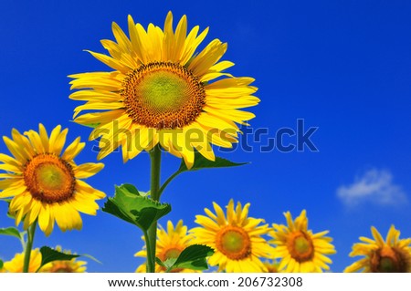 An Image of Sunflower