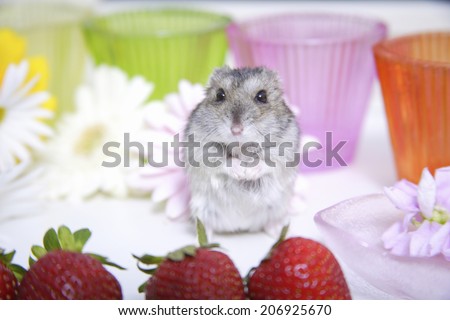 Strawberry And Hamster
