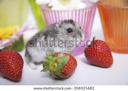 Strawberry And Hamster