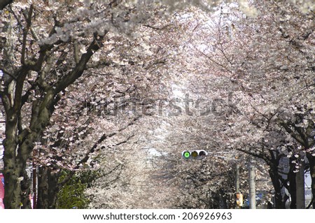 Street Trees Of Cherry Tree