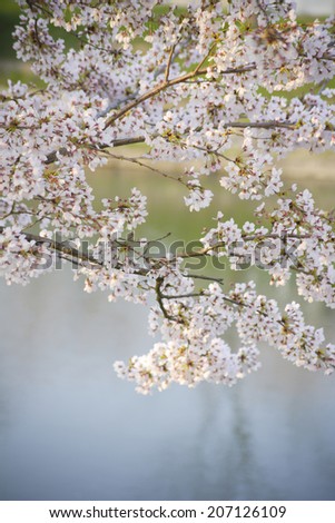 Cherry Tree Reflected In Water