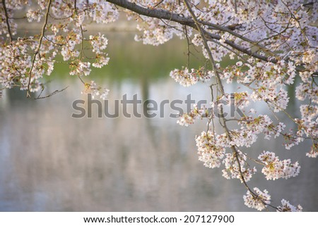 Cherry Tree Reflected In Water