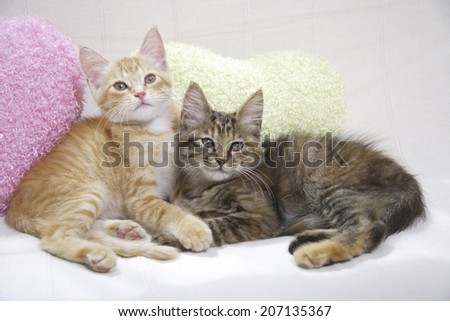 Two Cats On The Sofa