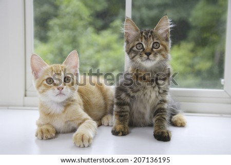 Two Kittens Lined Up By The Window
