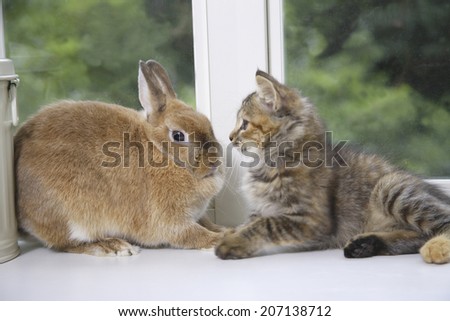 Rabbit And Cat Staring At Each Other