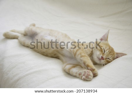 Kitten Sleeping On The Bed