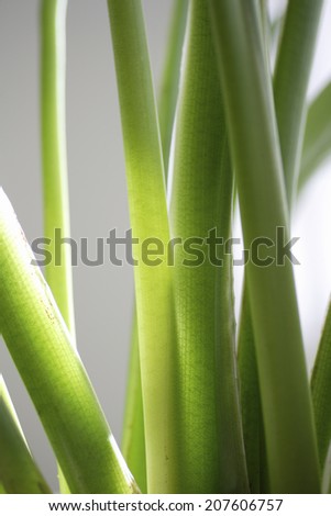 A Green Foliage Plant