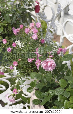 A Gardening Rose Container