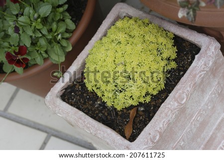 An image of Container Garden