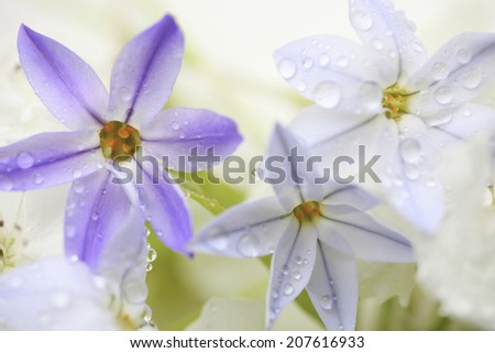 The Flower Getting Wet By Water Droplets And The Pear Flower