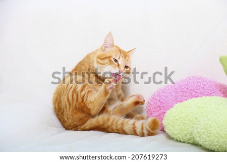 An image of A Grooming Cat