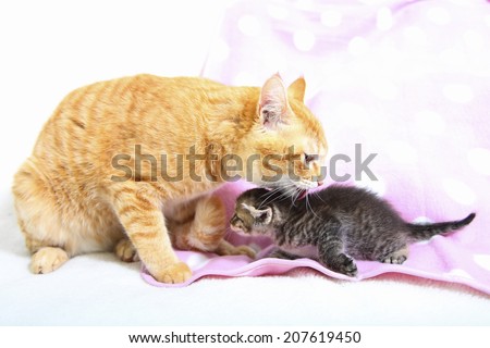 The Cat Grooming A Kitten On The Sofa