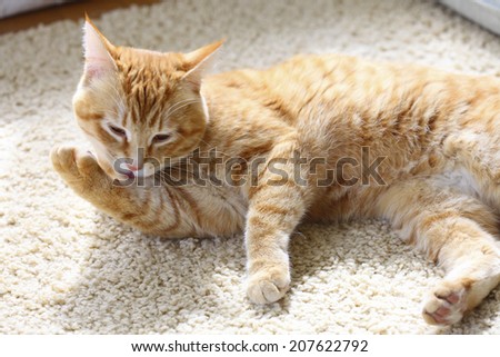 An image of A Grooming Cat
