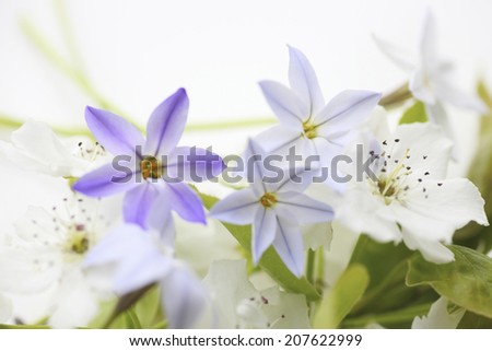 The Violet Flowers In Spring And The White Pear Flower