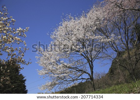 An image of Wild Cherry Tree