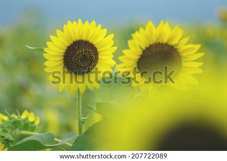 An image of Sunflower