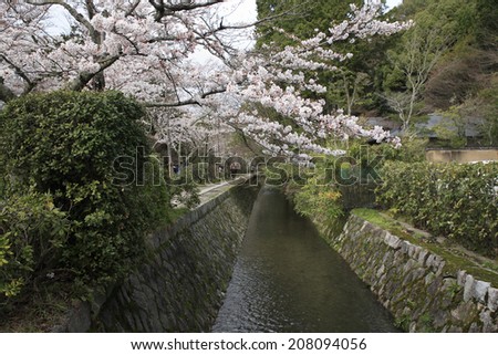 The Path Of Philosophy With Cherry Blossoms