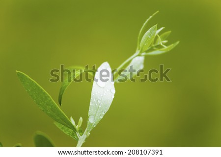 The Leaves Of Olive And Water Droplets