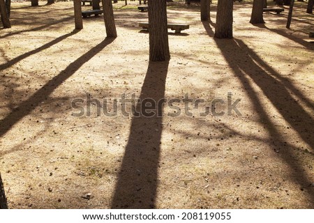 Fallen Leaves And A Shadow Of A Tree