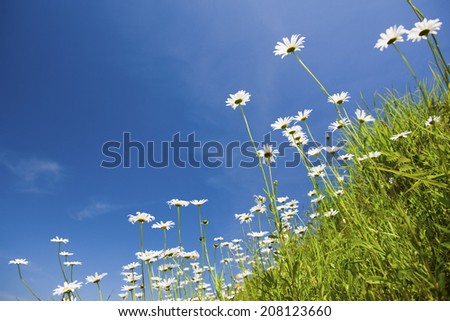 The Flowers Of Margaret And A Blue Sky