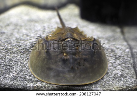 A Living Horseshoe Crab