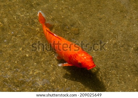 The carp in a pond