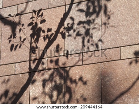 Wall with the Shadow of the Tree