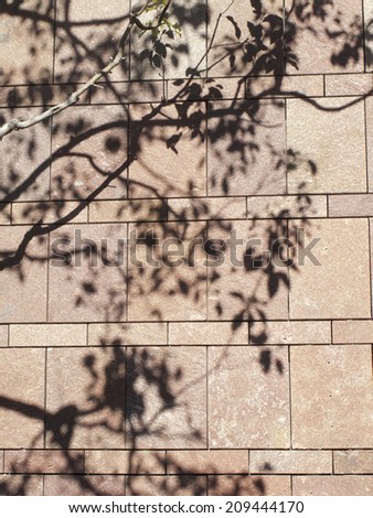 Wall with the Shadow of the Tree