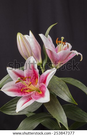 Close up of a group of four Oriental Lily\'s showing off their magnificent colors.