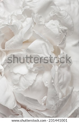 White peony flower  creates supper soft and gentle background