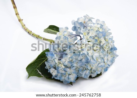 Hydrangea flower on white background, soft and gentle