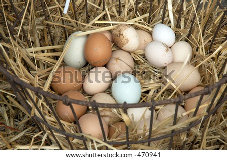 farm fresh eggs in a basket