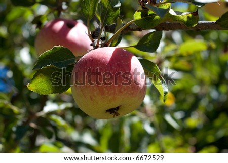 Fuji apples growing on the tree. Ripe and juicy
