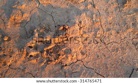 Real dog footprints trail on the solid clay soil, evening scene