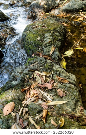 Dried leaves on rocks with natural light in deep forest.