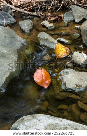 Dried leaves on rock with waterway background in deep forest.