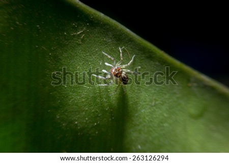 Spider holding on green leaf with close up detailed view by macro lens.