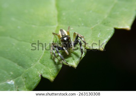 Spider on green leaf with close up detailed view by macro lens.